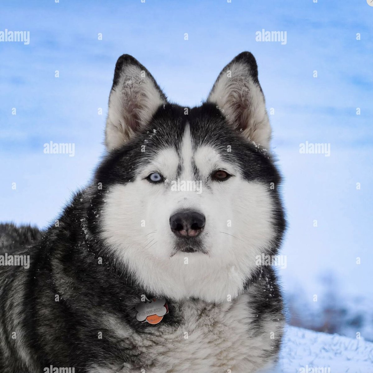 #AlamyPOTM #AlamyPets 
<a href="/AlamyContent/">Alamy Content Team</a>   3A3MGTC
#HuskyLove #Purebred #BicoloredEyes #DogCommunity #myhyskymax #SiberianHusky