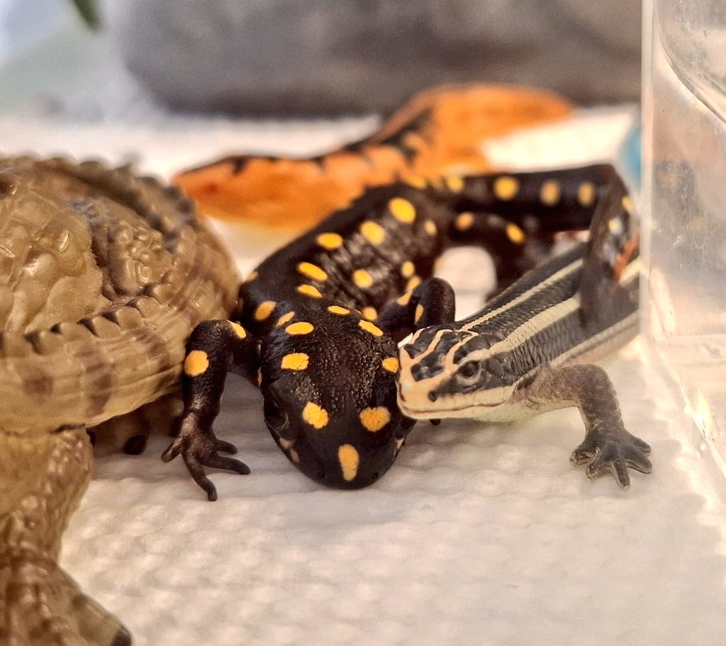 ストラウヒツエイモリ ストラウヒツエイモリ