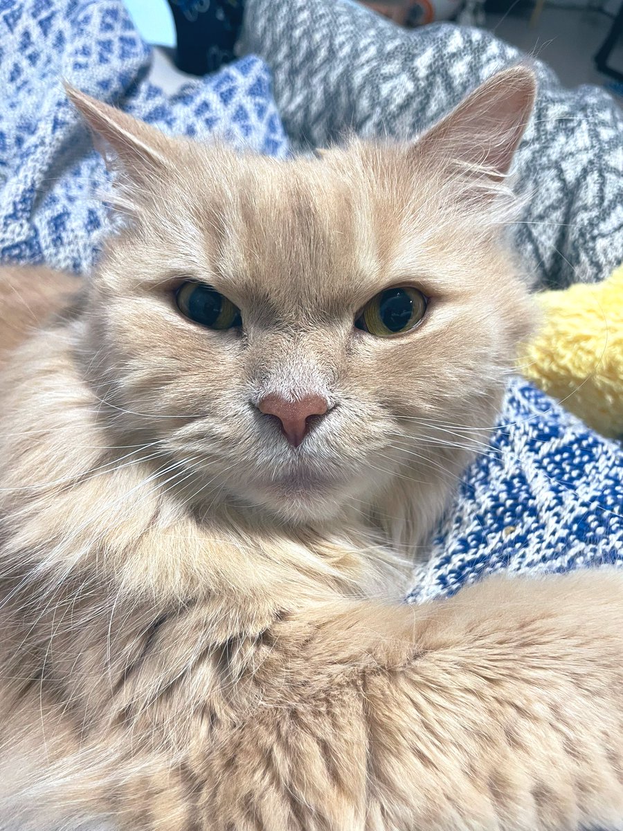 dinkydonaldo's tweet photo. Thursday cat🐈
やったー🙌久し振りに #メタボの会 MVP頂きました✨メタさんの言葉通り、今年こそはサブアレをやってやりますよ😊
そして今日はいよいよ... #On #cloudboomstrikels 仕事もこなしつつクリック合戦かなぁ...wやっていきましょー💪 https://t.co/xzFrTqHWcS