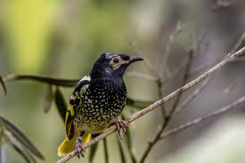 DigiNFTs's tweet photo. 🚨 New research reveals a hidden threat to Australia's iconic Regent Honeyeater 🐦silent genetic erosion could drive this critically endangered bird to extinction. 🌏#DigiNFTs #RegentHoneyeater
full story https://t.co/K7adAnDHeY https://t.co/9rz0Ttm9cw