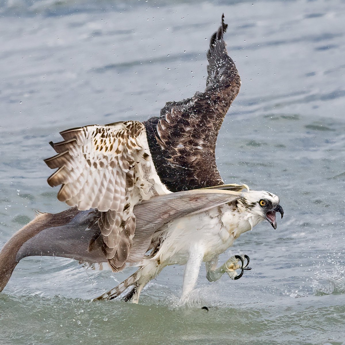 Brown pelicans have one heck of an appetite and I’ve seen them try to eat all sorts of things they probably shouldn’t be eating including an Osprey. This was the day the young inexperienced pelican learned a valuable life lesson. Don’t try to eat an Osprey. Haha