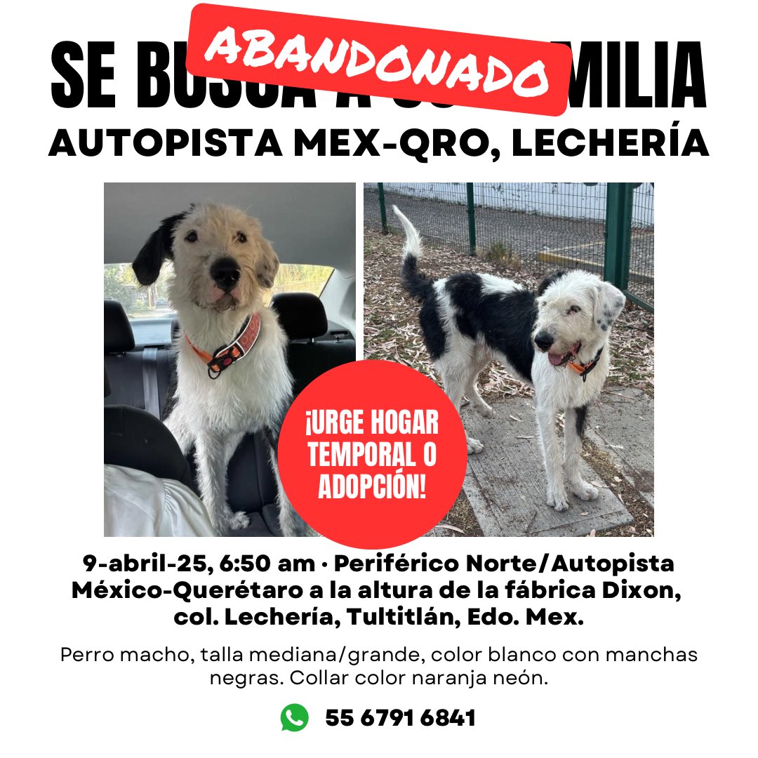 MascotasSismo's tweet photo. Actualización: se comprobó que es la 2a vez que sus “humanos” abandonan a este perro en avenidas peligrosas. ¡Se busca hogar temporal o adoptivo para él! Es muy noble 🥺 https://t.co/E7HoOUUZg3