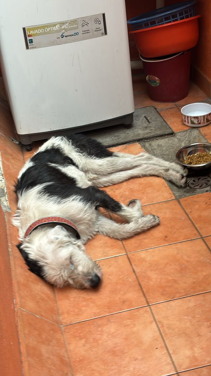 MascotasSismo's tweet photo. Actualización: se comprobó que es la 2a vez que sus “humanos” abandonan a este perro en avenidas peligrosas. ¡Se busca hogar temporal o adoptivo para él! Es muy noble 🥺 https://t.co/E7HoOUUZg3