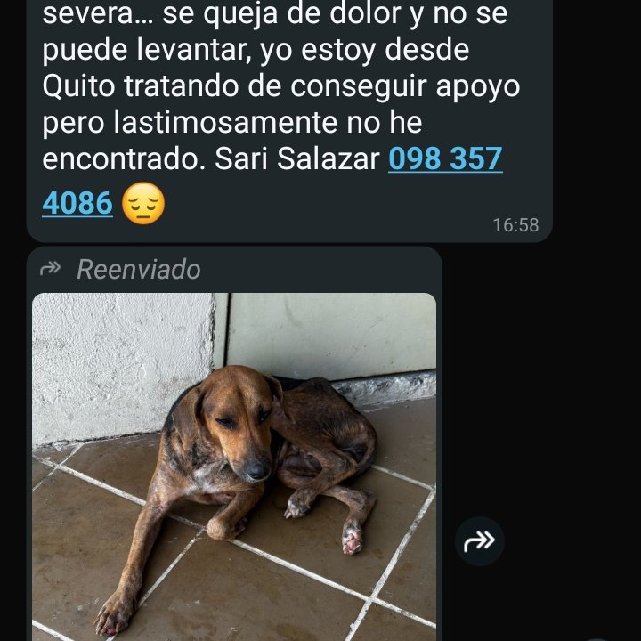 DefensoresAn's tweet photo. Desde Quito piden ayuda para caso en #Guayaquil "Patas quemadas, desnutrición severa y sarna" https://t.co/NPViUirPKJ