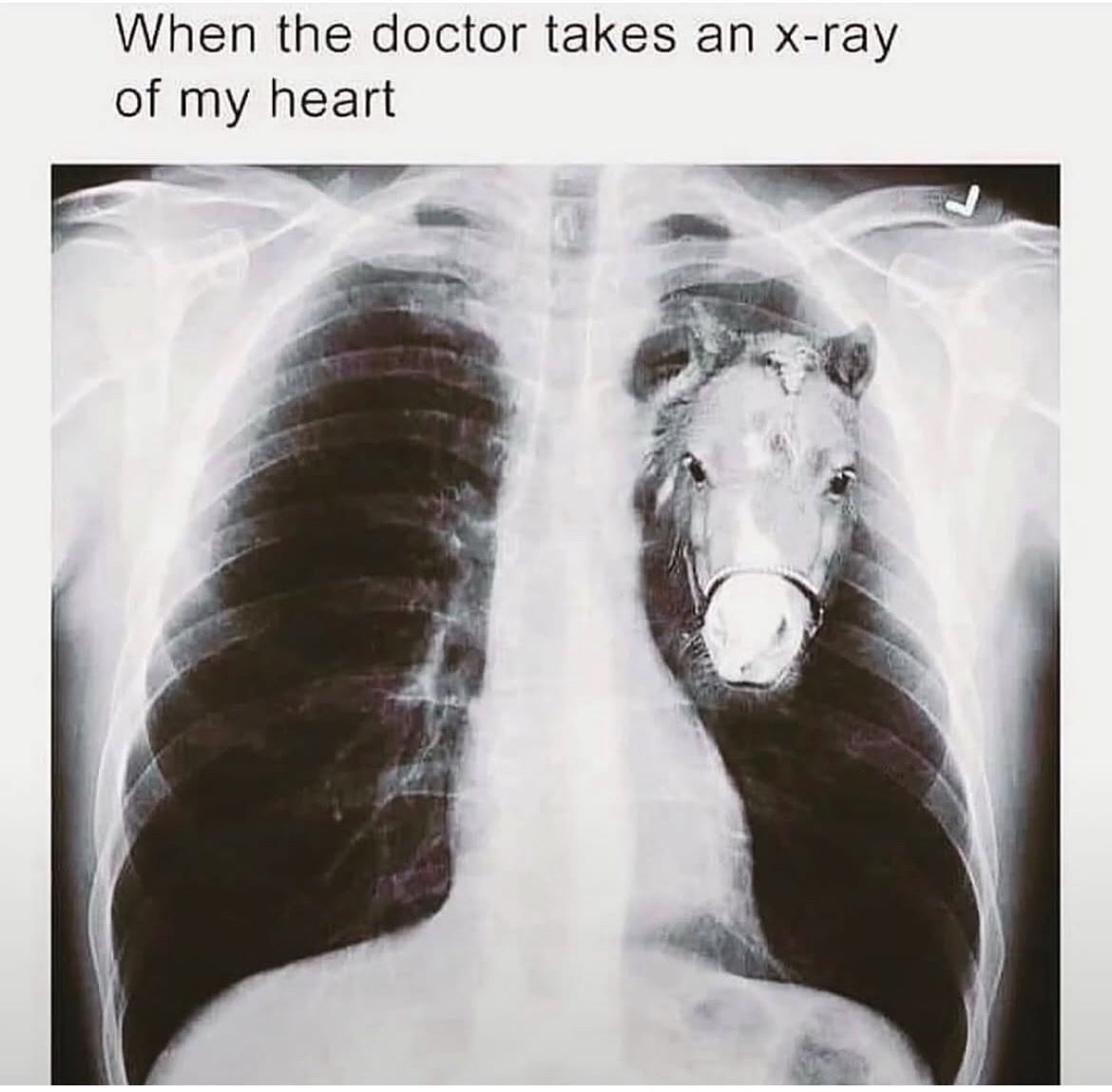 horseimage's tweet photo. https://t.co/uZtX1otiF6