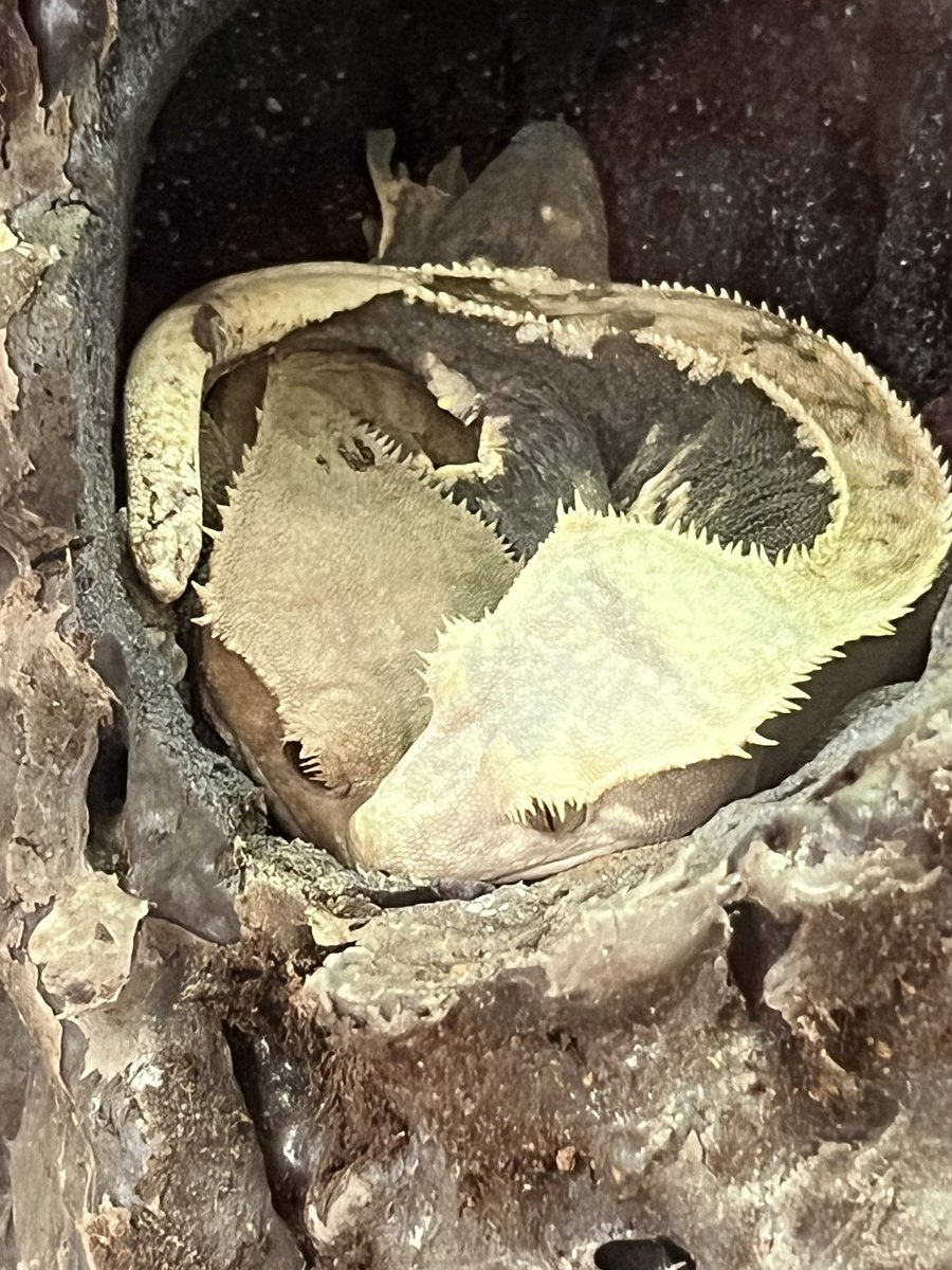 tararosewil's tweet photo. Get yourself a principal where building relationships is a #1 priority! Thank you @Glenn_E_Mitch for coming in to teach my class about your crested geckos, answering their amazing questions, and allowing them a hands-on experience! #HappyClassrooms #ITeachFirst https://t.co/TCn9oLF0Cm