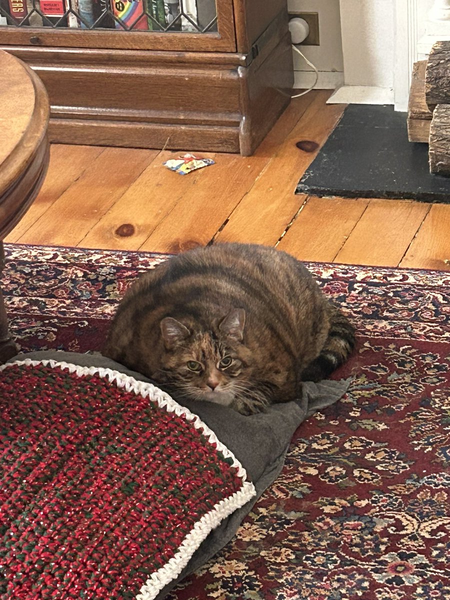 buffetcrapon's tweet photo. ben’s family adopted a 13 year old morbidly obese cat with kidney failure and she is everything to me. i love you miss girl https://t.co/EhEC8WSjys