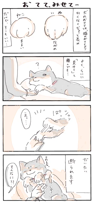 #4コマ漫画 #柴犬 
おてて、みせて 