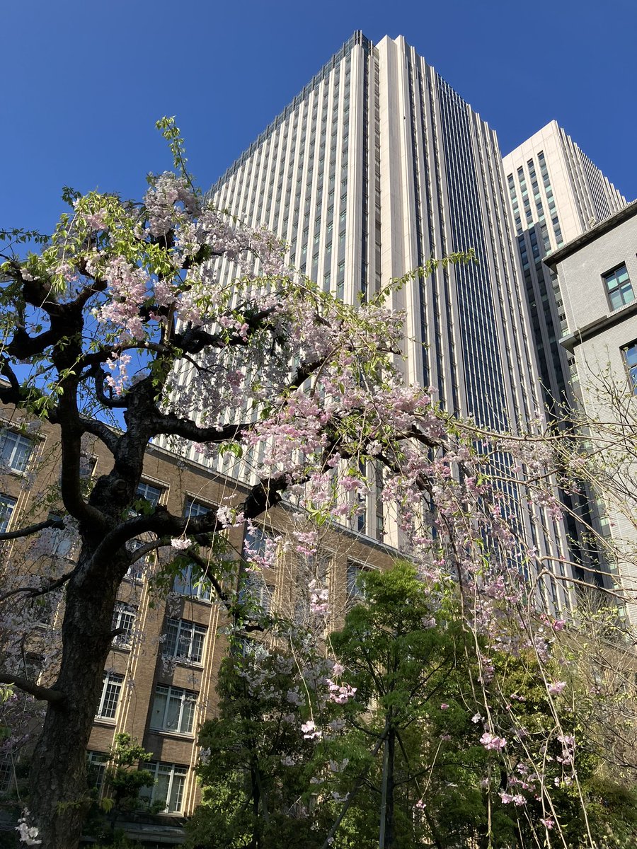 micami9's tweet photo. 財務省前の枝垂れ桜が良き🌸
#朝散歩 
#桜
#霞ヶ関 https://t.co/knmDGoceD8