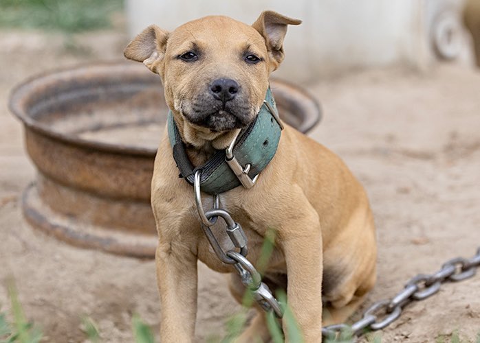 Breaking! 150 Dogs Rescued From Massive Multi-Site Dogfighting Bust In South Carolina 🙏🐕

READ MORE: 🌍👉 worldanimalnews.com/2025/04/09/150…