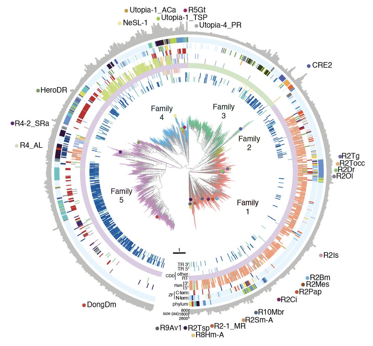 Inserting large, scarless DNA sequences is a major hurdle for gene therapy. 

We explored if site-specific retrotransposons, natural genome editors found across the tree of life, could be engineered for this task. 

Excited to share STITCHR in <a href="/Nature/">nature</a> with <a href="/jgooten/">Jonathan Gootenberg</a>!