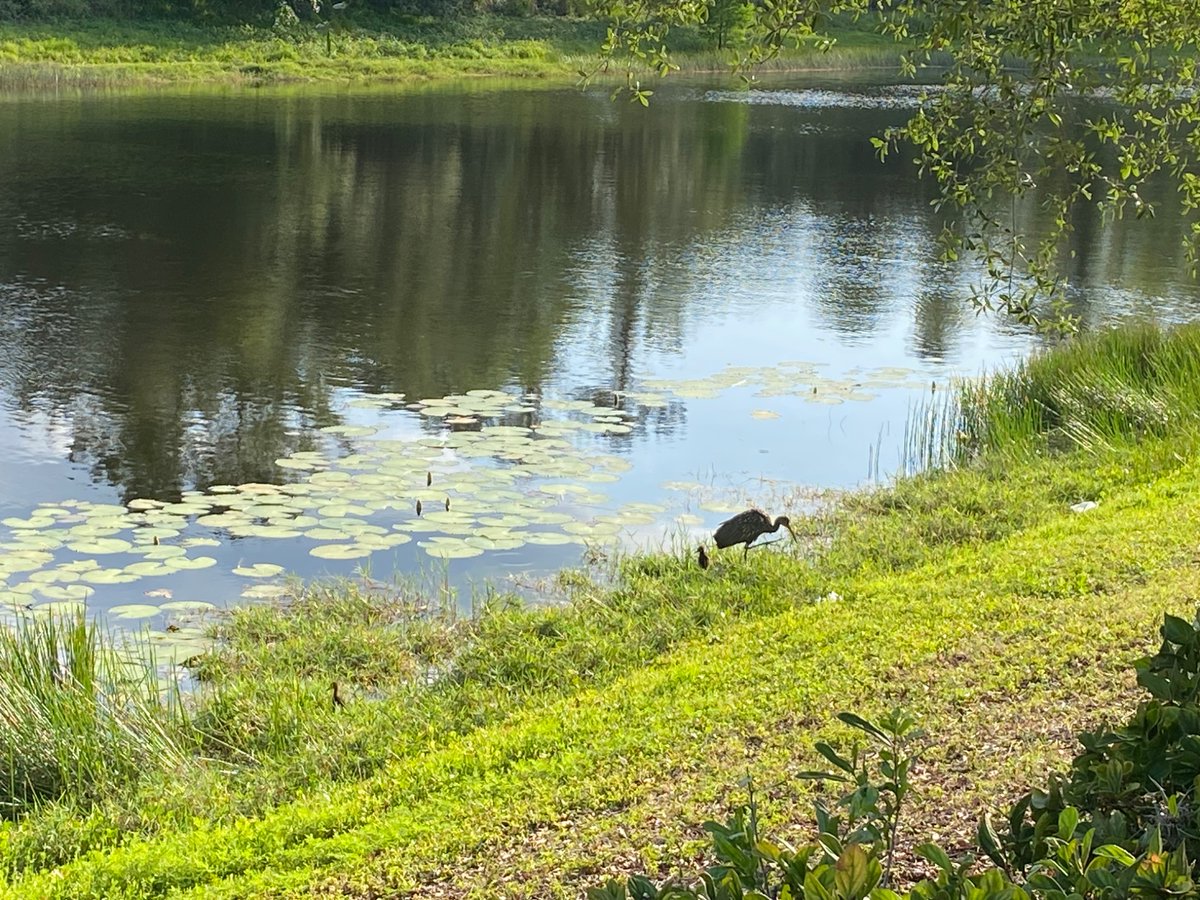 Sam Porter (@perinatalbirder) on Twitter photo Limpkin with chicks <a href="/WDWToday/">Walt Disney World Today</a> All Star Movies Resort carpark. Also a Swallow-tailed kite over. #Bird #Birding #Florida #Disney Limpkin with chicks <a href="/WDWToday/">Walt Disney World Today</a> All Star Movies Resort carpark. Also a Swallow-tailed kite over. #Bird #Birding #Florida #Disney