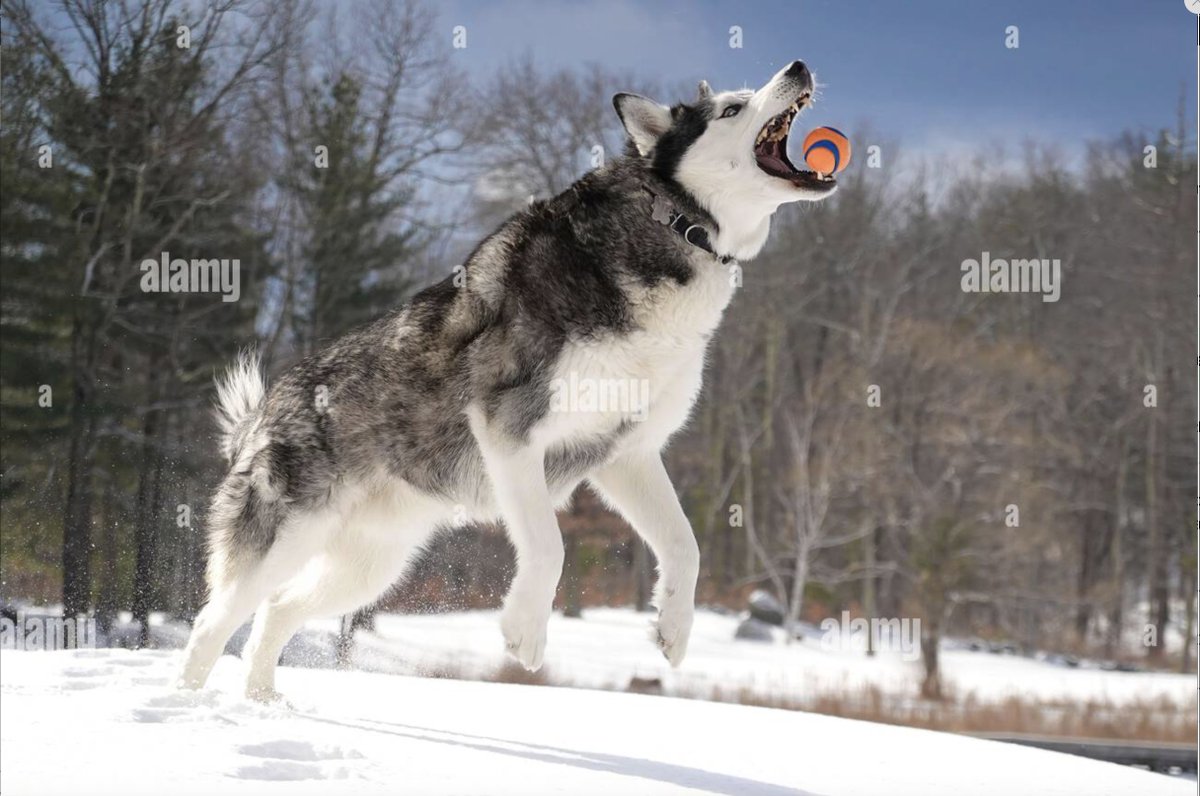 #AlamyPOTM #AlamyPets 
<a href="/AlamyContent/">Alamy Content Team</a>    
Image ID:3A0BT15