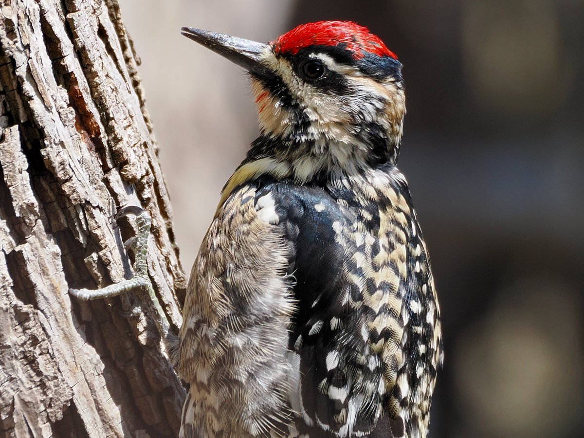 mawgdn's tweet photo. The π is back! Yellow-bellied #Sapsucker this afternoon at Clove Lakes Park #WoodpeckerWednesday #birdwatching #BirdsSeenIn2025 https://t.co/gCHyuCSmM3