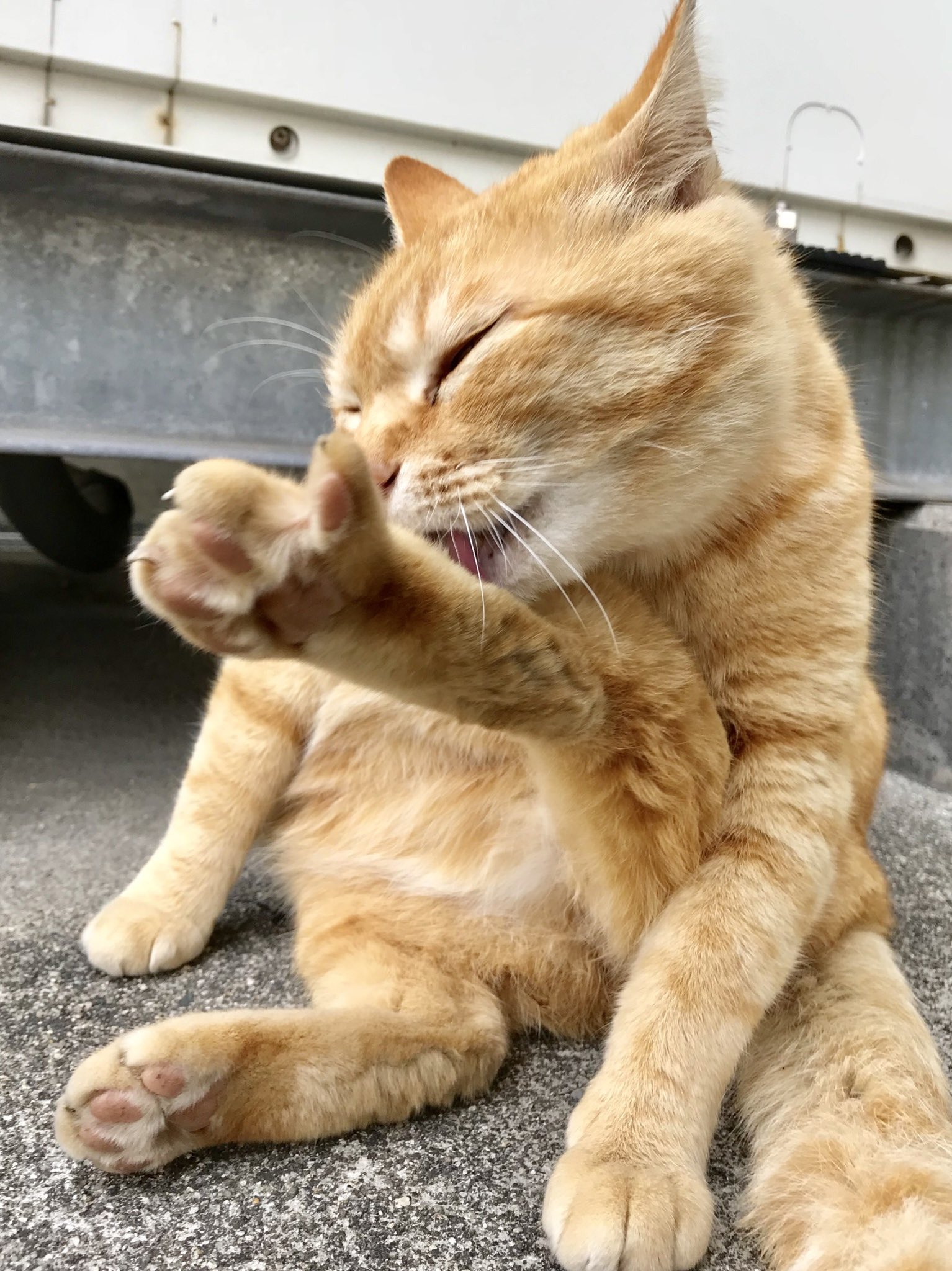 最低価格の 人気の新作 I19-040 オクトパス カラーライブラリー CATS 猫 猫