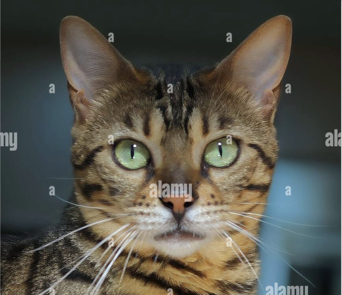 #AlamyPOTM #AlamyPets 
<a href="/AlamyContent/">Alamy Content Team</a>    
Image ID:2SYG3FF