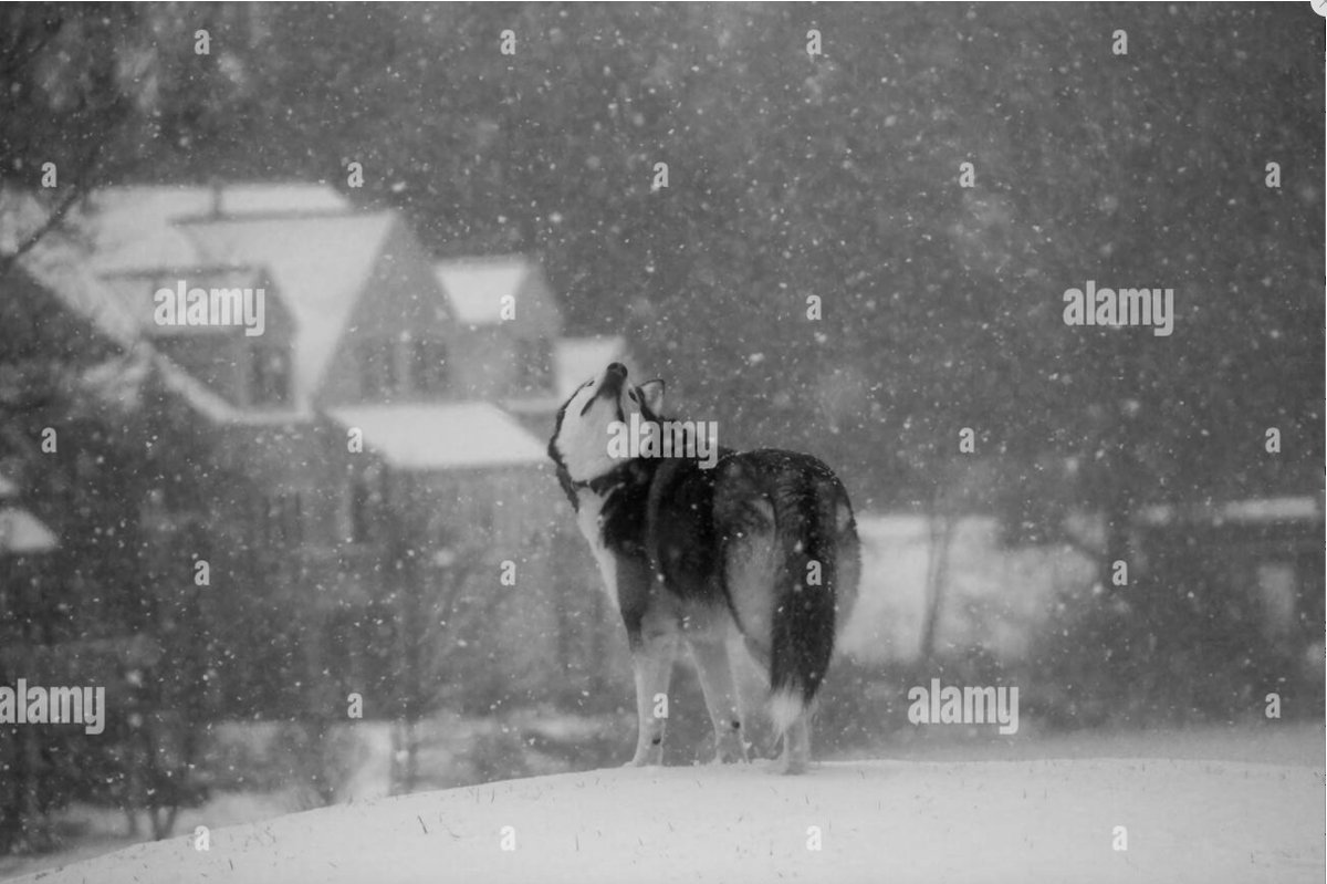 #AlamyPOTM #AlamyPets 
<a href="/AlamyContent/">Alamy Content Team</a>    
Image ID:2SYG3M8