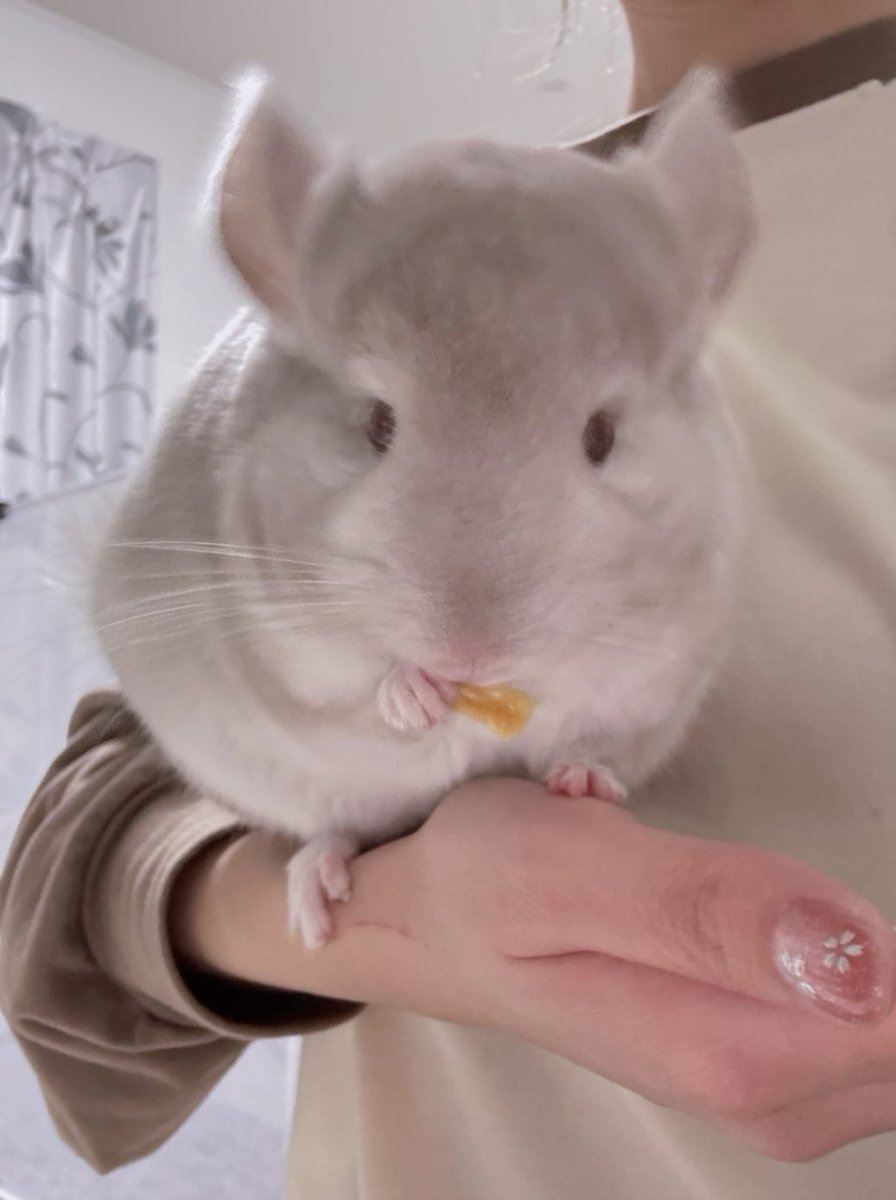 🐭おはまめでち〜