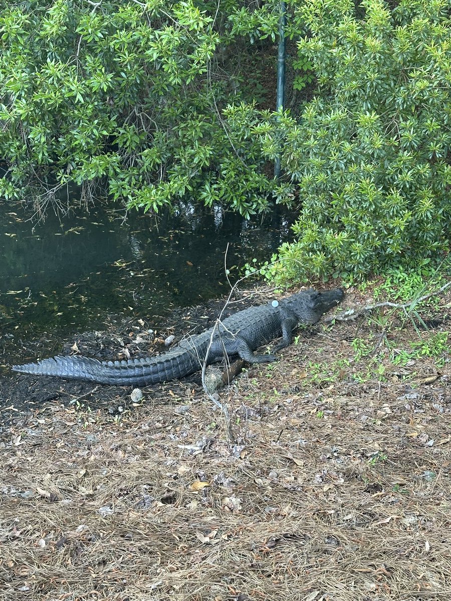 Guys I’m actually not sure how I’m supposed to play this one.