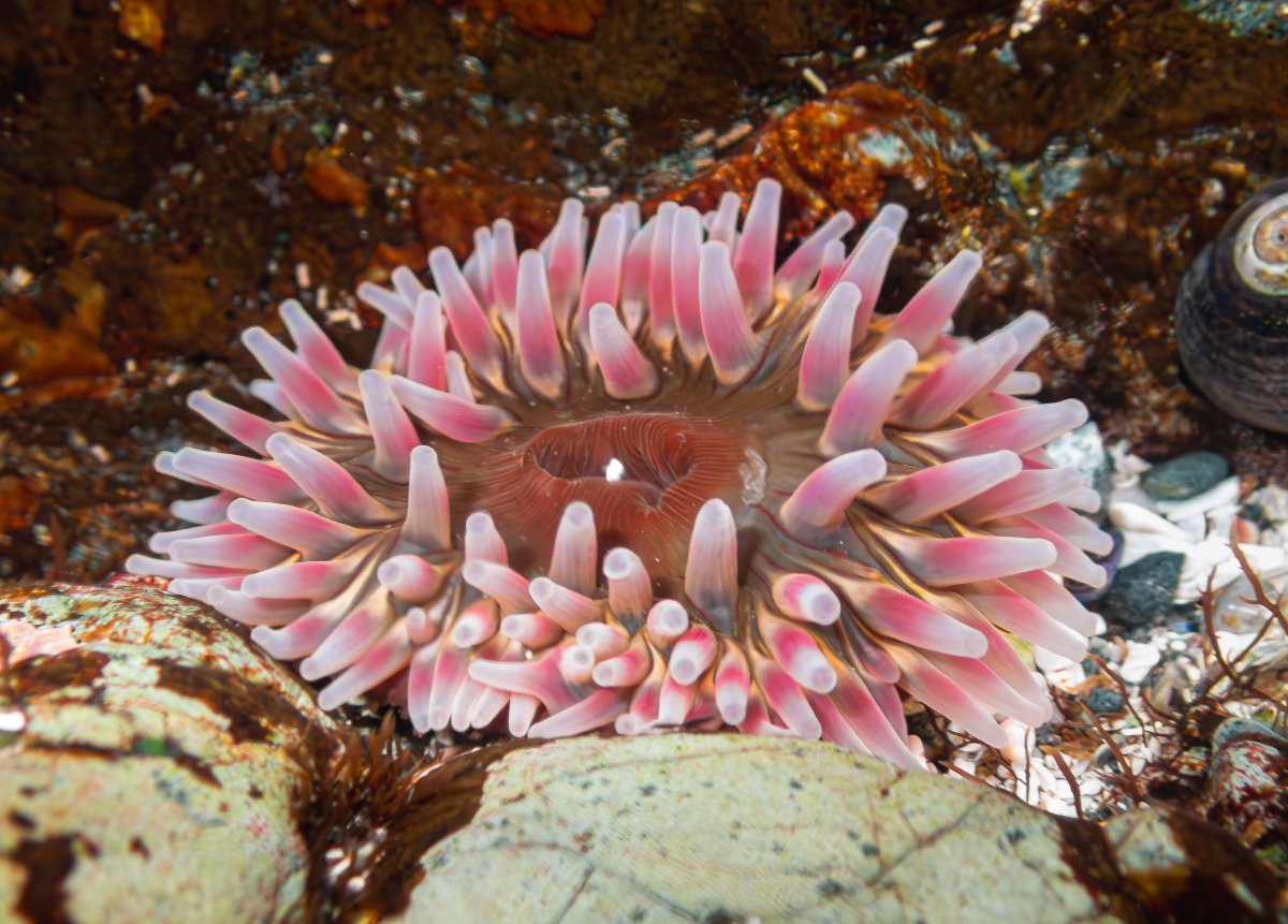 KayakingTours's tweet photo. Who says you need a backbone to be interesting? Spineless wonders live everywhere you look along the BC coast. 💚

At low tide, take a peek into a tide pool and count how many different species you can spot— the rocks are teeming with life! 🐟️ 🦀 🐚
 
https://t.co/4SghnQEozI https://t.co/pMUBpK109b