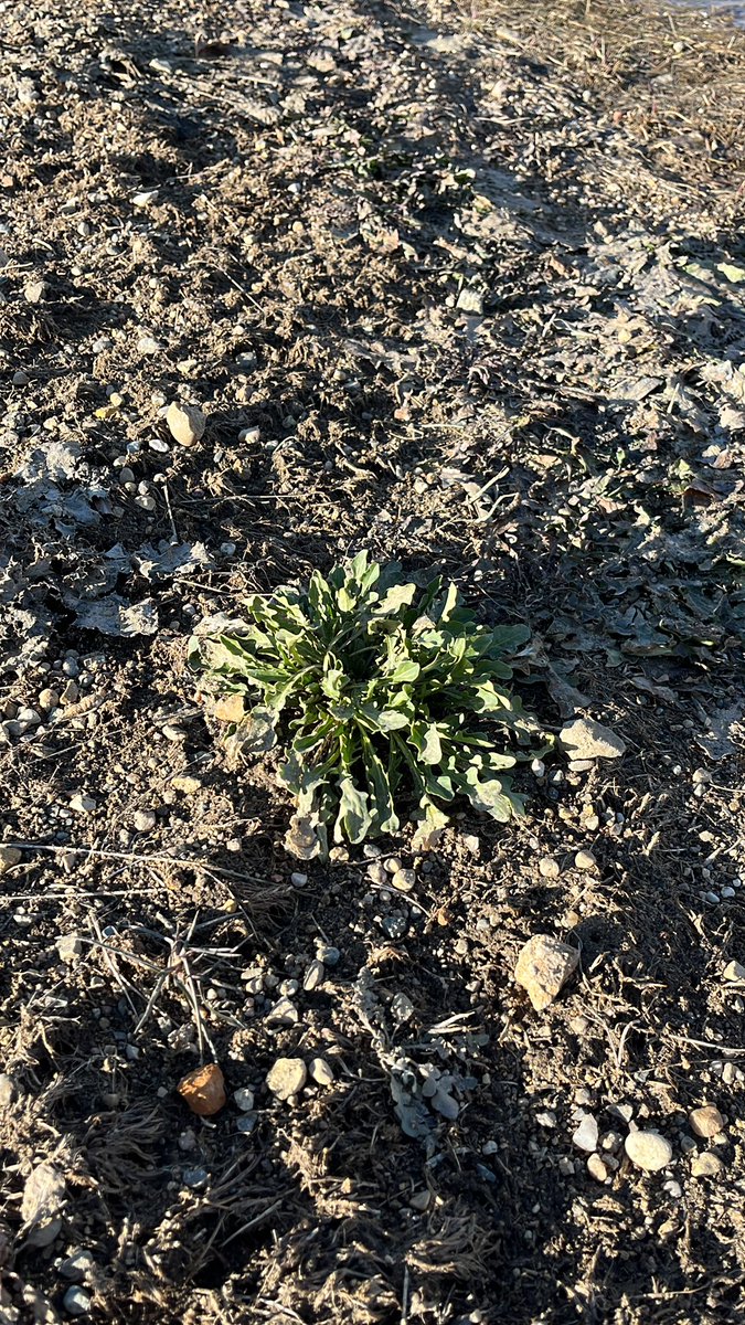 These things have been growing for two weeks…..