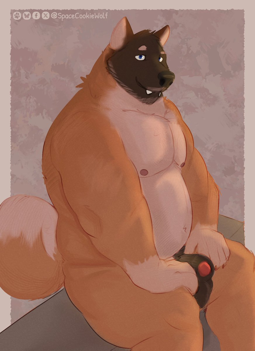 Akita boi
