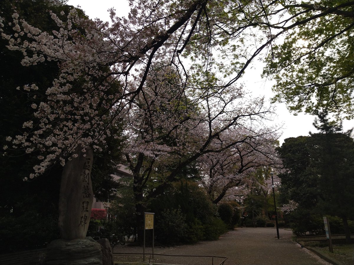 gosurfish's tweet photo. 豊玉南の公園の桜、まだ綺麗。 https://t.co/7aBHgRJKlN