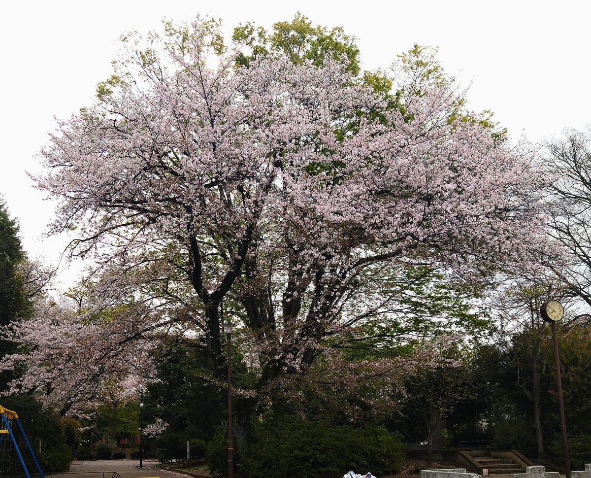 gosurfish's tweet photo. 豊玉南の公園の桜、まだ綺麗。 https://t.co/7aBHgRJKlN