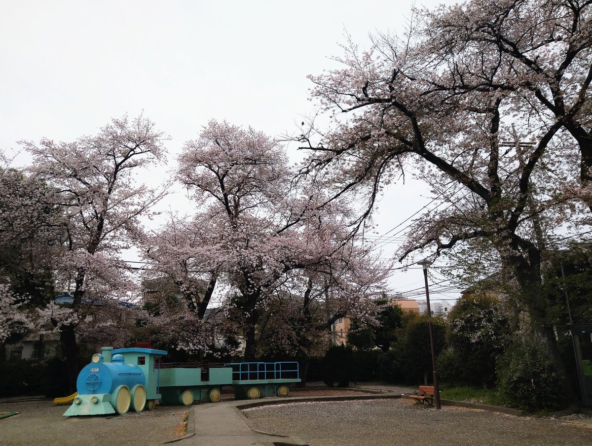 gosurfish's tweet photo. 豊玉南の公園の桜、まだ綺麗。 https://t.co/7aBHgRJKlN