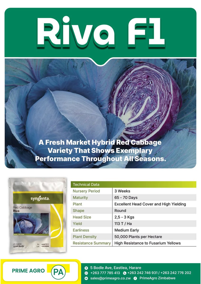 The Cabbage season is now and beyond 
Cabbages are all year round crops