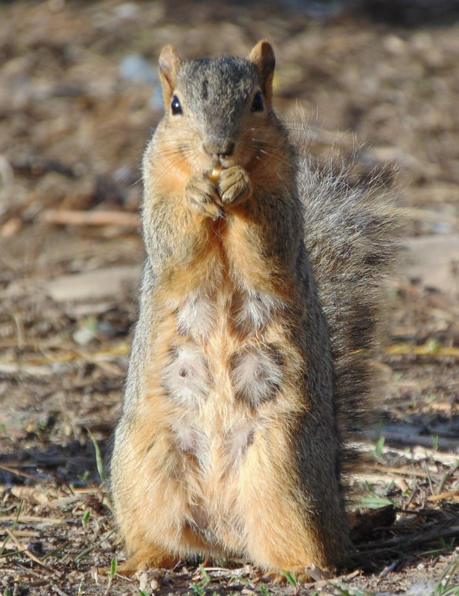 BernalLynn's tweet photo. So tired of the negative stuff going around so here's a picture of my backyard squirrel. https://t.co/ErsnsNYMNf