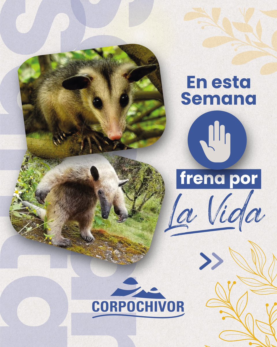 CORPOCHIVOR tweet media