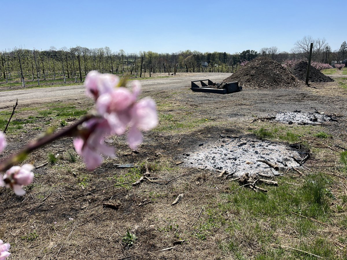 Madeleine Wright (@mwrightreports) on Twitter photo Giant piles of ash are left behind after <a href="/ILoveThatPlace/">Linvilla Orchards</a> lit 40 bonfires to keep the 4,500 peach trees warm during an overnight cold snap. Peaches are among the top two most popular crops at Linvilla Orchards. Pick-your-own peach season begins June 20. Giant piles of ash are left behind after <a href="/ILoveThatPlace/">Linvilla Orchards</a> lit 40 bonfires to keep the 4,500 peach trees warm during an overnight cold snap. Peaches are among the top two most popular crops at Linvilla Orchards. Pick-your-own peach season begins June 20.