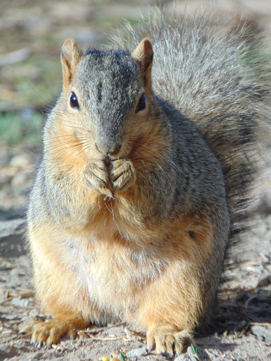 BernalLynn's tweet photo. #SQUIRREL https://t.co/GQrFq75CR1