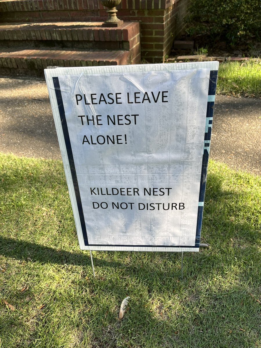 My college son coaches junior high 7 and 8 grade track and this poor misguided killdeer laid her eggs (she laid a second one today!) in the shot put area.  So he’s marked it and placed signs to protect her!