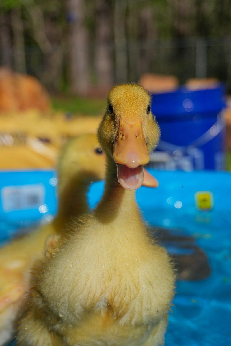 Mason Zaccarine tweet media