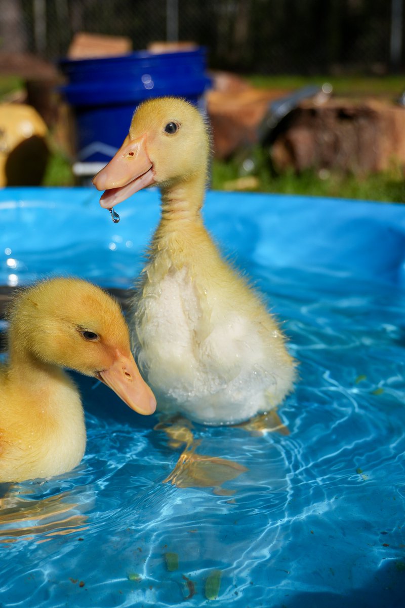 Mason Zaccarine tweet media