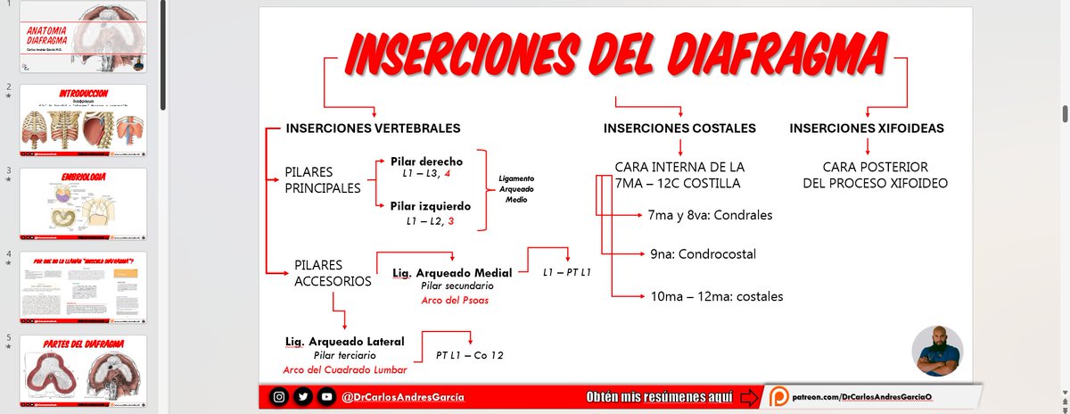 Así va quedando el mejor vídeo de Anatomía de Diafragma. 

Lo primero que responderé es POR QUÉ LOS LIBROS DE ANATOMÍA no le llaman MÚSCULO DIAFRAGMA, sino que lo tratan como un órgano aparte.  

Esta es una actualización con la última info que se tiene sobre esta estructura.