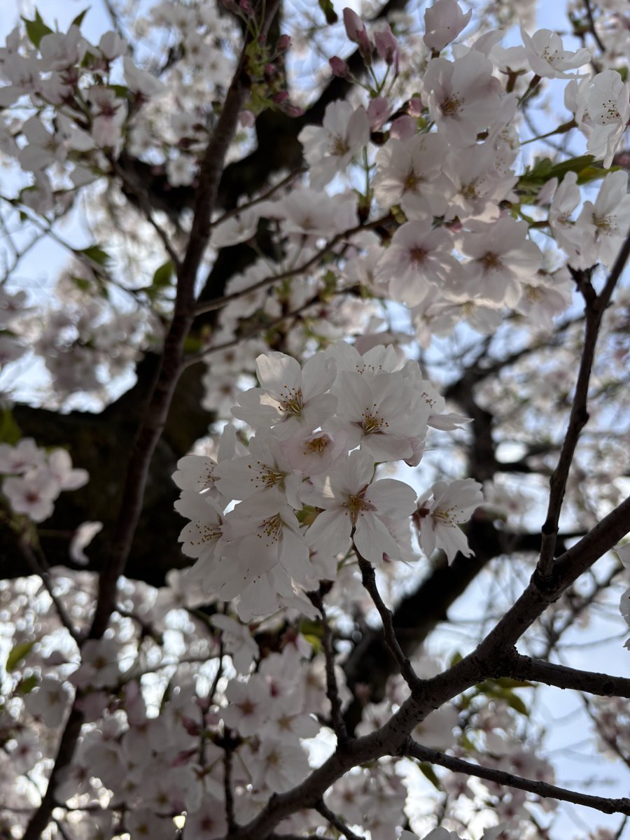 小鳥の食卓 tweet media