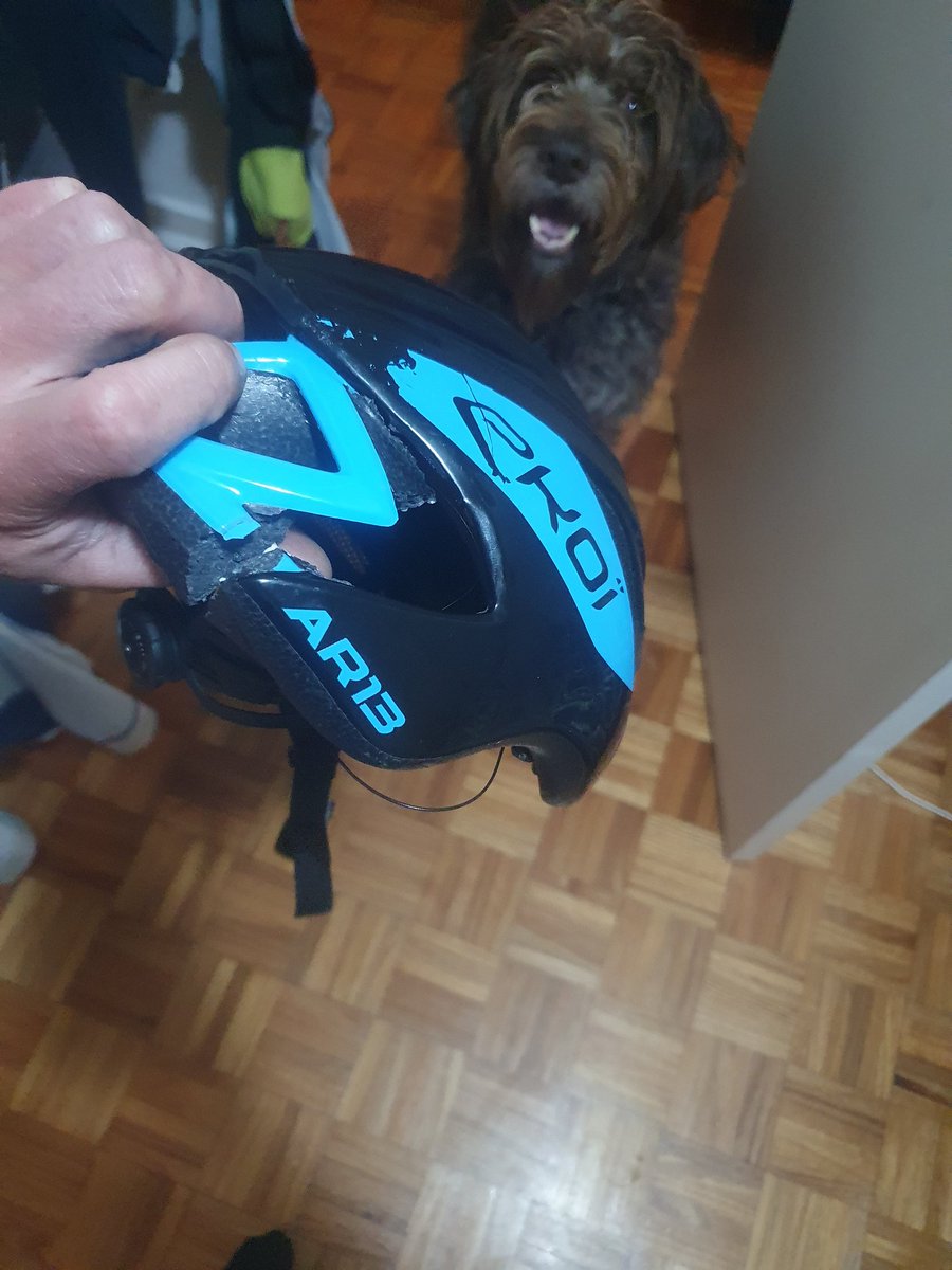 CallanDouglas's tweet photo. Had my first stack in about 5 years last night. Car "didn't see me". Always wear your helmet! Dog for reference https://t.co/Da0A5ZA4rh