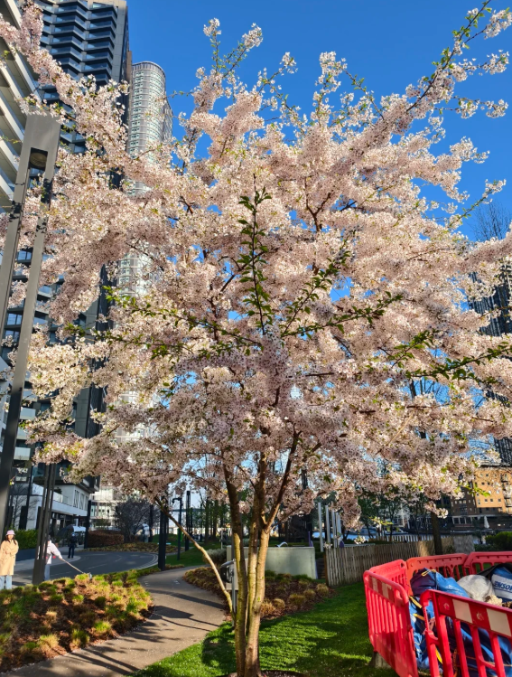 Canary Wharf Cherry Blossoms.😘