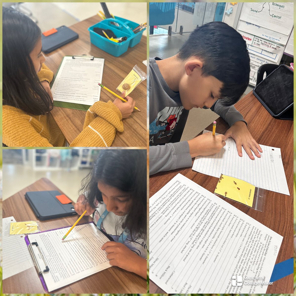 May Voltz (@mayv1) on Twitter photo Learners using dichotomous charts to identify seeds like real scientists! #ScientificLEESpeaking @NetZeroLEE <a href="/CISD_Science/">CISD Science & Phys Ed</a> Learners using dichotomous charts to identify seeds like real scientists! #ScientificLEESpeaking @NetZeroLEE <a href="/CISD_Science/">CISD Science & Phys Ed</a>
