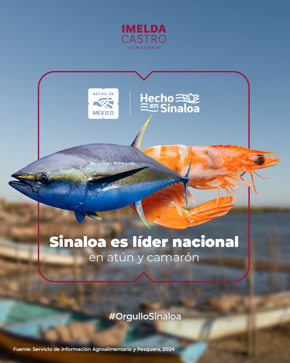 imeldacastromx's tweet photo. 🌊 Sinaloa, potencia pesquera de #México.
Somos líderes nacionales en la producción de atún y camarón: productos de alta calidad que reflejan el trabajo de nuestras comunidades costeras.
🇲🇽 #HechoEnMéxico, #HechoEnSinaloa #OrgulloSinaloa #PlanMéxico #ConsumeLocal https://t.co/fP0zt5x8cg
