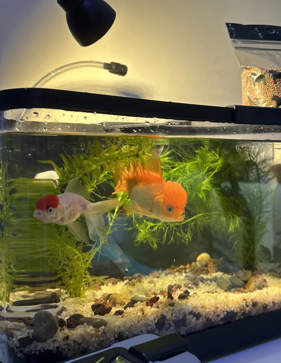 Jamicsxhens's tweet photo. "Meet my underwater dream team! 🐠✨ Just two stylish swimmers casually flexing their red caps and good vibes. 🌿💧 #AquariumGoals #FancyFish" https://t.co/qayKOSw58P