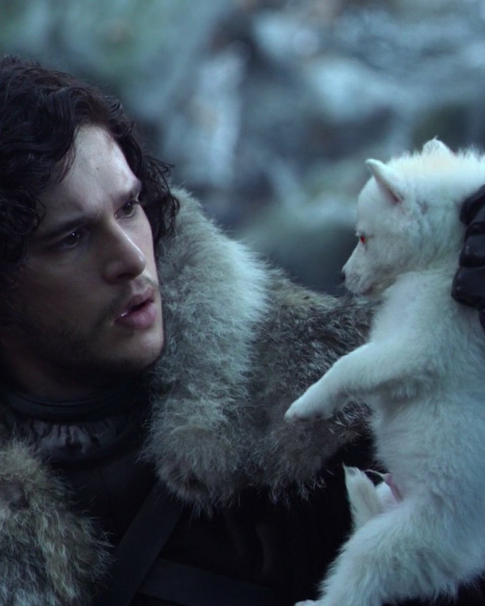 westerosies's tweet photo. Kit Harington (Jon Snow) shared a hopeful comment on the return of the Dire Wolf 🐺

“This is truly mesmerising. To see with my own eyes this beautiful animal that for years I could only imagine… is real and is back on Earth and exists is a stunning thing. That a direwolf, a ‘Ghost’, has been brought back to life is very emotional. Having spoken at length to Ben and the team at Colossal and heard their vision for what the company can and wants to do, I personally feel encouraged that this is science that can help prevent and undo some of the ills we have inflicted on the natural world as a species whilst bringing us back some of the great wonder and joy we have been stripping ourselves of.”

Kit Harignton serves on the Cultural Advisory Board along with Sophie Turner (Sansa Stark) and George R.R. Martin.

(via: @colossal) #GameOfThrones