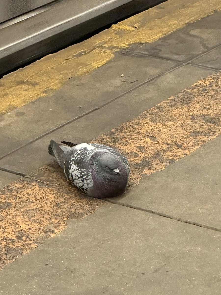 Mundane Tragedies tweet media