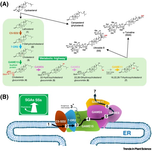 TrendsPlantSci's tweet photo. A metabolon at the heart of steroidal biosynthesis https://t.co/ujjojl9Cif #plantscience https://t.co/FWh8wJCpx2