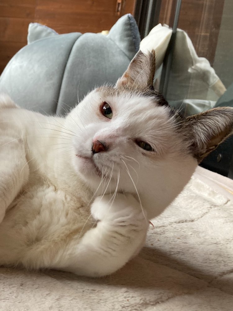 ねこ tweet media