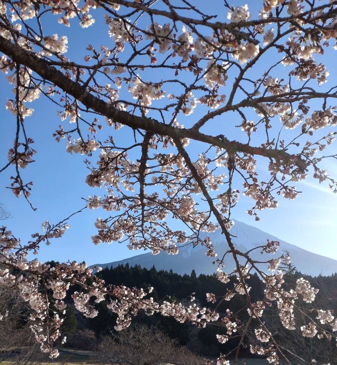OgreTurf's tweet photo. 良い陽気になってきましたね🌸
 #富士山  #桜  #晴天  #良い天気 https://t.co/VEhRXg6LAa