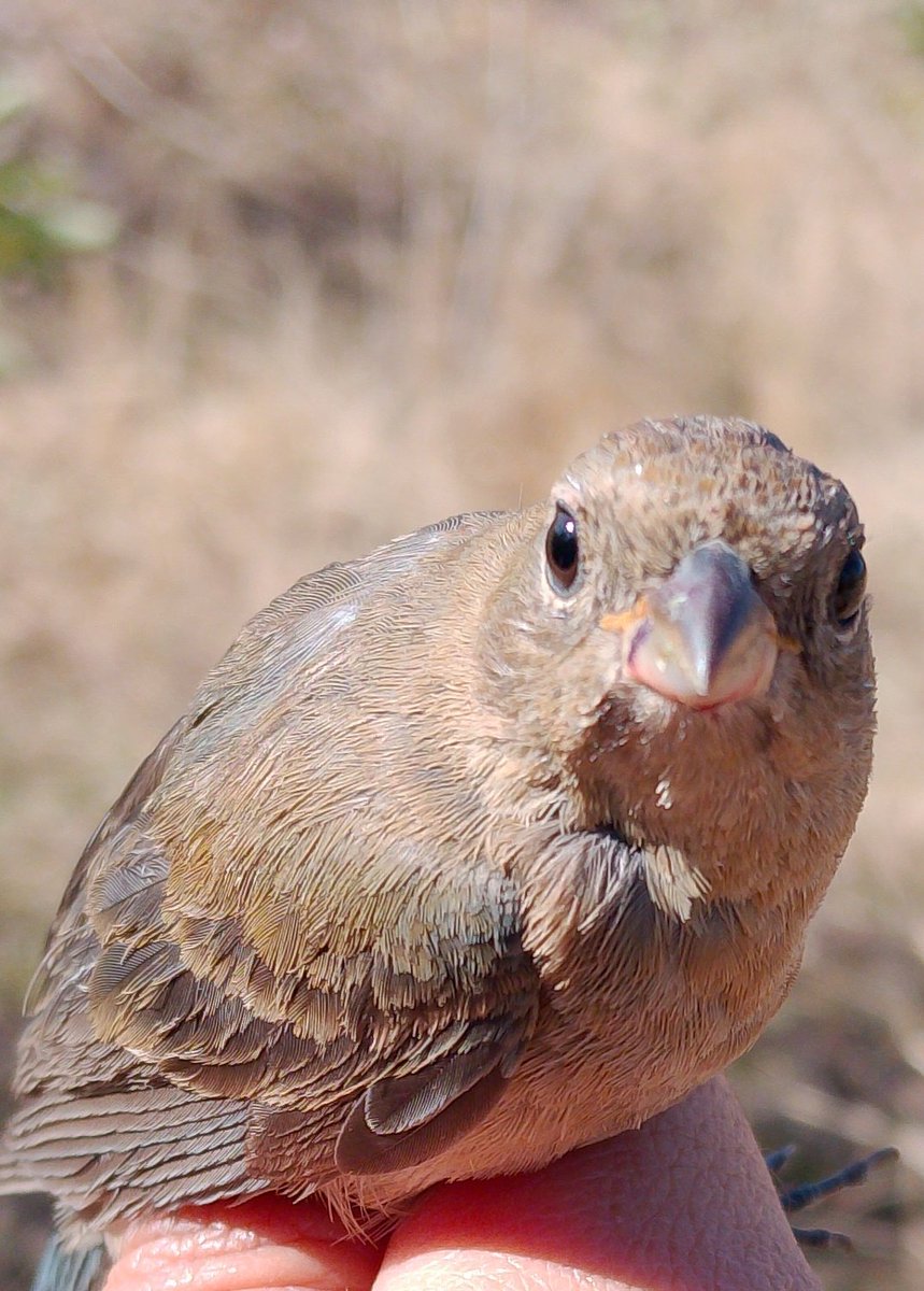 Hay vtubers de Yucatán? Quiero amigos yucatecos, fuera de eso hoy fue mi último día de clases y ya toca vacaciones. :D. 

Y una fotito de un pajarito todo lindo